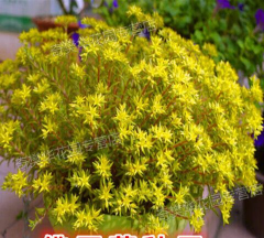 家里阳光不足怎么养花，选对植物种类，掌握养护技巧