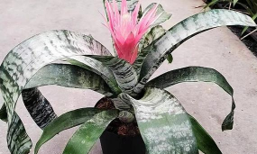 美叶光萼荷怎么催花 美叶光萼荷怎么催花