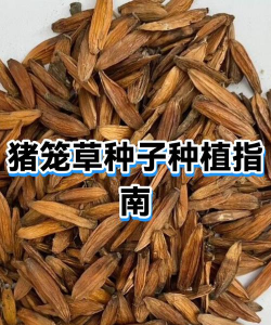 家里阳光不足怎么养花，选对植物种类，掌握养护技巧