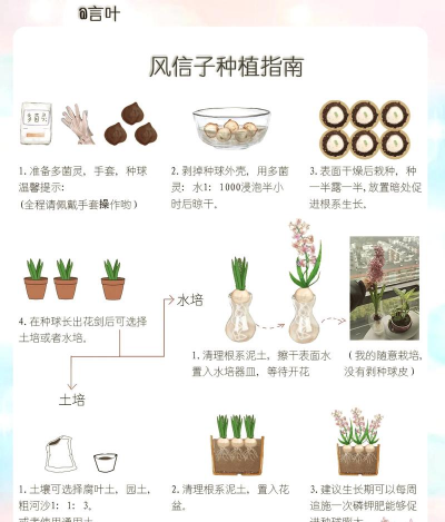 种植方法风信子怎么种植 种植方法风信子怎么种植