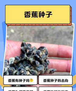 种植白蕉种子怎么种植好 种植白蕉种子怎么种植好