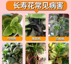 家里阳光不足怎么养花，选对植物种类，掌握养护技巧