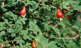 家里阳光不足怎么养花，选对植物种类，掌握养护技巧