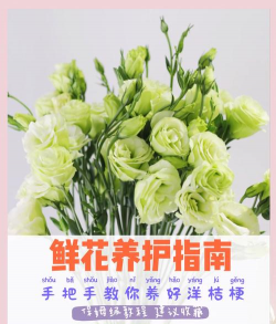 小众送妈妈的花有哪些花