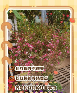 家里阳光不足怎么养花，选对植物种类，掌握养护技巧