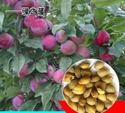 家里阳光不足怎么养花，选对植物种类，掌握养护技巧