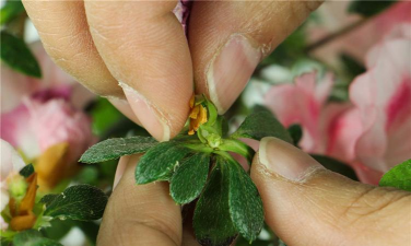 家里阳光不足怎么养花，选对植物种类，掌握养护技巧