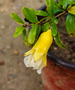 家里阳光不足怎么养花，选对植物种类，掌握养护技巧