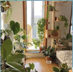 家里阳光不足怎么养花，选对植物种类，掌握养护技巧