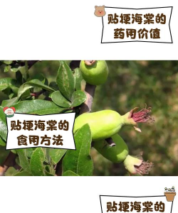 家里阳光不足怎么养花，选对植物种类，掌握养护技巧