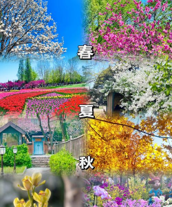 小众送妈妈的花有哪些花