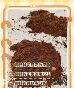 家里阳光不足怎么养花，选对植物种类，掌握养护技巧