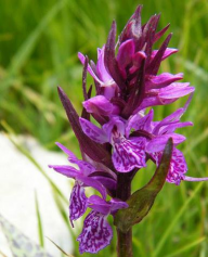 家里阳光不足怎么养花，选对植物种类，掌握养护技巧