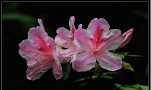 家里阳光不足怎么养花，选对植物种类，掌握养护技巧