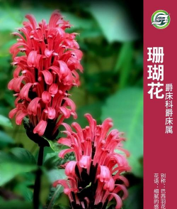 家里阳光不足怎么养花，选对植物种类，掌握养护技巧