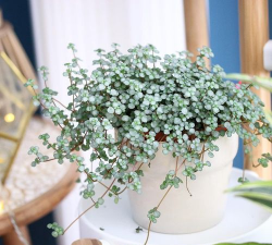 家里阳光不足怎么养花，选对植物种类，掌握养护技巧