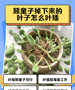 家里阳光不足怎么养花，选对植物种类，掌握养护技巧