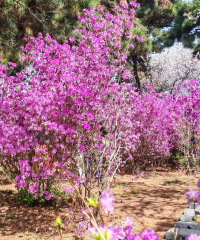 家里阳光不足怎么养花，选对植物种类，掌握养护技巧