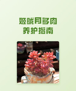 家里阳光不足怎么养花，选对植物种类，掌握养护技巧