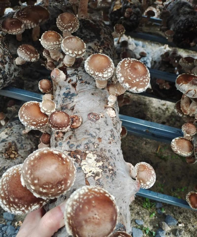 家里阳光不足怎么养花，选对植物种类，掌握养护技巧