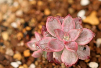 家里阳光不足怎么养花，选对植物种类，掌握养护技巧