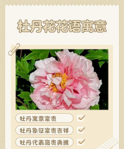 家里阳光不足怎么养花，选对植物种类，掌握养护技巧