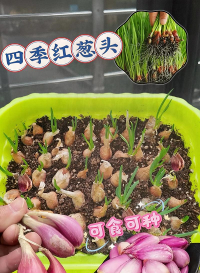 家里阳光不足怎么养花，选对植物种类，掌握养护技巧