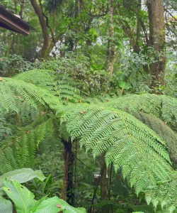 家里阳光不足怎么养花，选对植物种类，掌握养护技巧