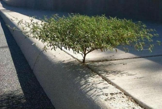 家里阳光不足怎么养花，选对植物种类，掌握养护技巧