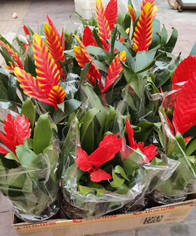 家里阳光不足怎么养花，选对植物种类，掌握养护技巧