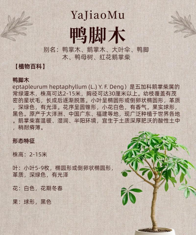 家里阳光不足怎么养花，选对植物种类，掌握养护技巧