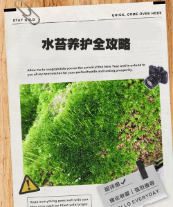 家里阳光不足怎么养花，选对植物种类，掌握养护技巧