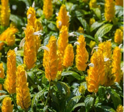 家里阳光不足怎么养花，选对植物种类，掌握养护技巧