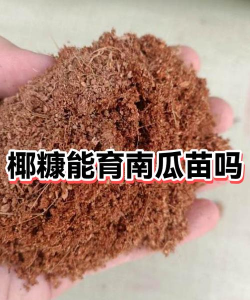 家里阳光不足怎么养花，选对植物种类，掌握养护技巧