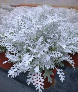 家里阳光不足怎么养花，选对植物种类，掌握养护技巧