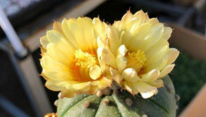 家里阳光不足怎么养花，选对植物种类，掌握养护技巧