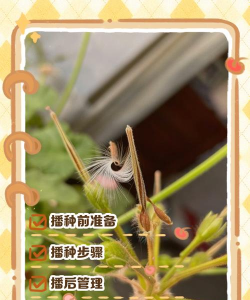 家里阳光不足怎么养花，选对植物种类，掌握养护技巧