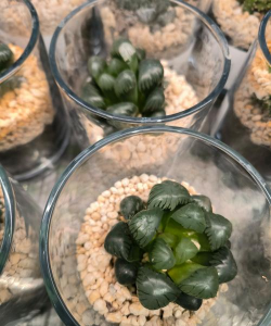 家里阳光不足怎么养花，选对植物种类，掌握养护技巧