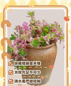 家里阳光不足怎么养花，选对植物种类，掌握养护技巧