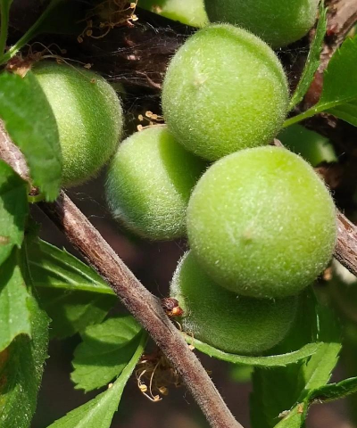 家里阳光不足怎么养花，选对植物种类，掌握养护技巧