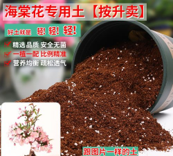 家里阳光不足怎么养花，选对植物种类，掌握养护技巧