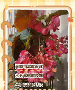家里阳光不足怎么养花，选对植物种类，掌握养护技巧