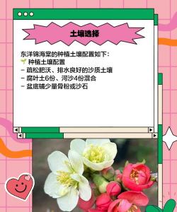 家里阳光不足怎么养花，选对植物种类，掌握养护技巧