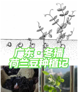 家里阳光不足怎么养花，选对植物种类，掌握养护技巧