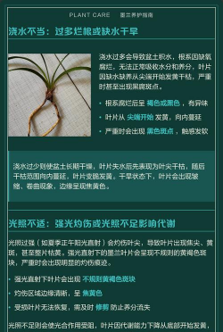 家里阳光不足怎么养花，选对植物种类，掌握养护技巧