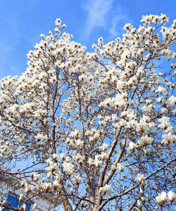 家里阳光不足怎么养花，选对植物种类，掌握养护技巧