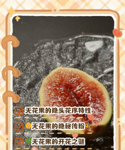 家里阳光不足怎么养花，选对植物种类，掌握养护技巧