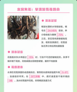 家里阳光不足怎么养花，选对植物种类，掌握养护技巧