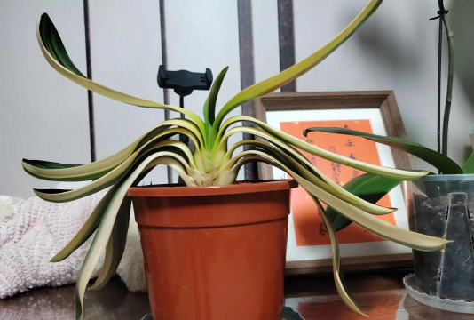 家里阳光不足怎么养花，选对植物种类，掌握养护技巧