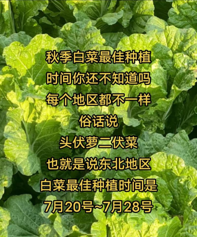 家里阳光不足怎么养花，选对植物种类，掌握养护技巧